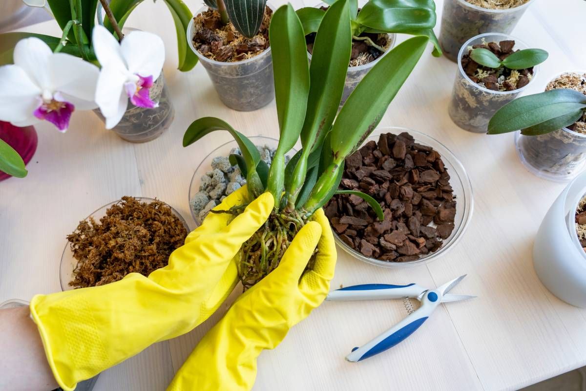 In den Topf setzen. Rettet jede Orchidee