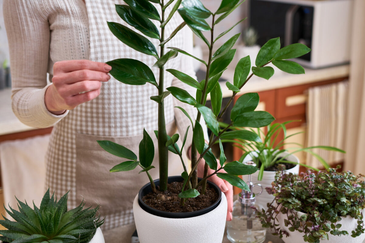 Zamioculcas