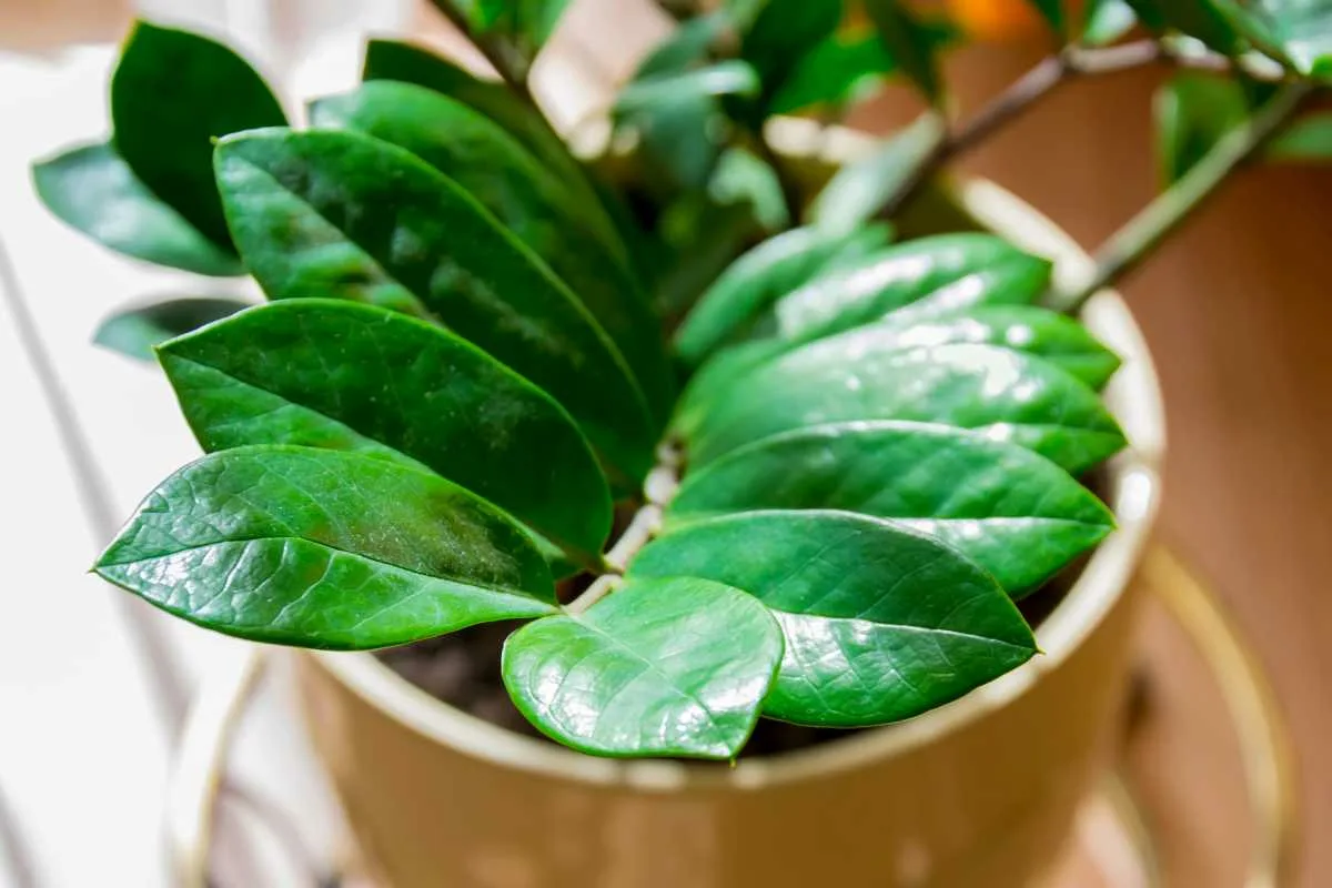 Zamioculcas beginnt schnell neue Blätter zu bilden. Ein genialer Trick.