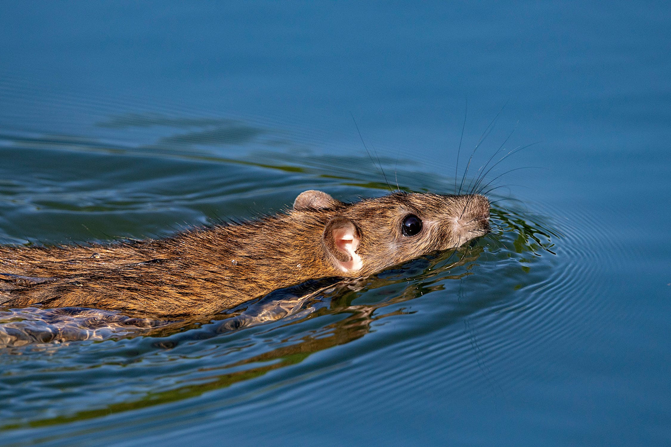 Wasserspitzmaus