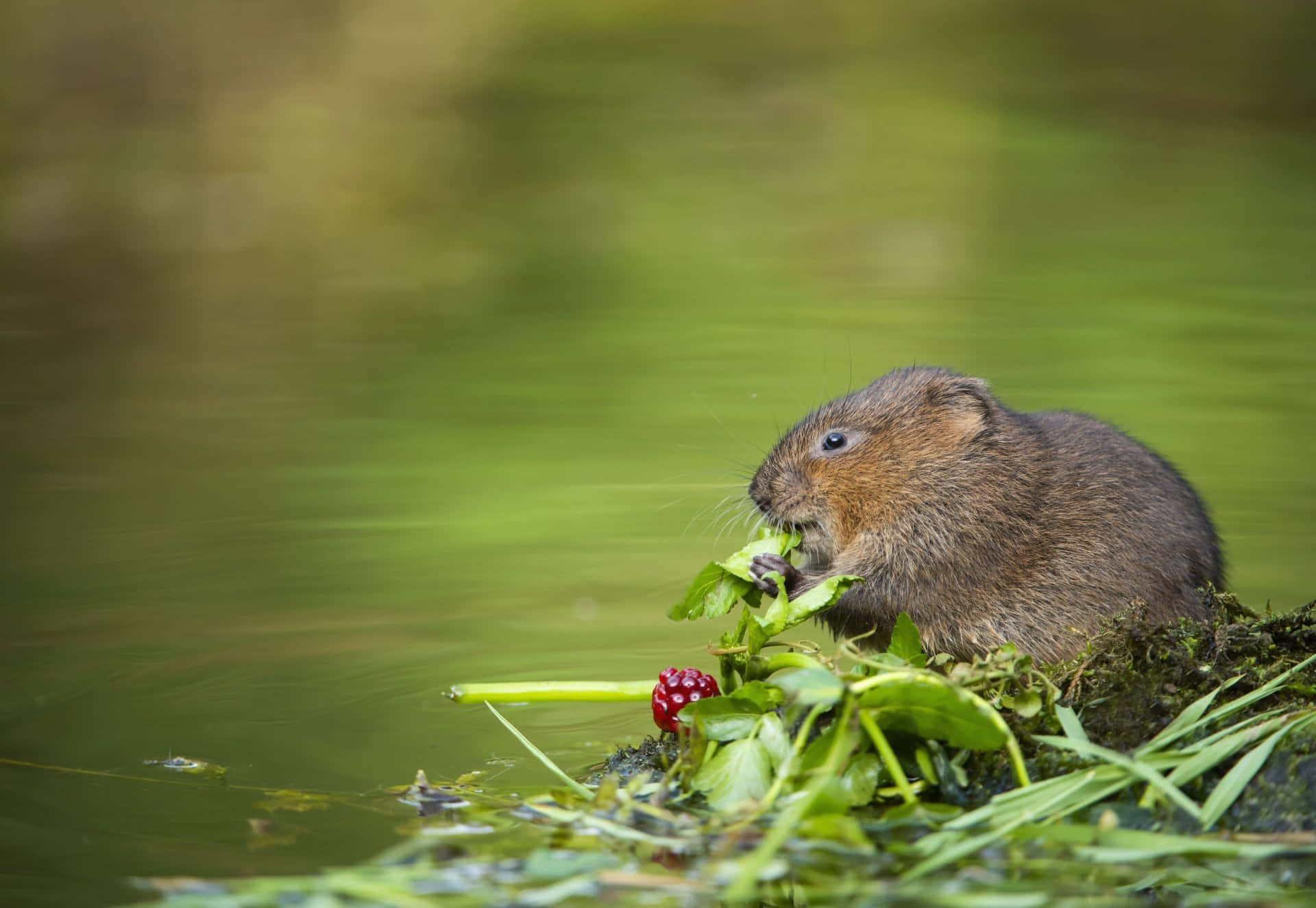 Was sieht aus wie eine Ratte, kann aber ernsthafte Schäden anrichten? Handeln Sie sofort, wenn Sie sie in Ihrem Garten sehen