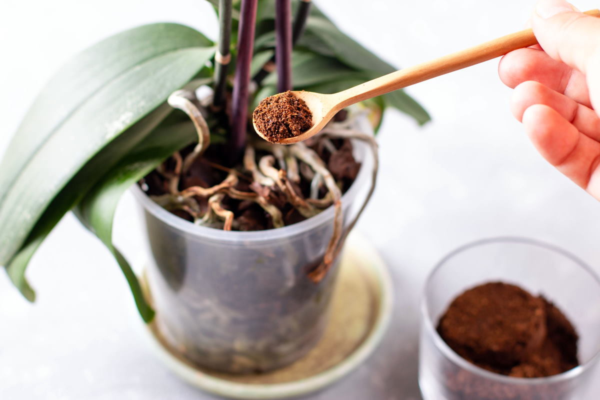 In den Topf setzen. Rettet jede Orchidee