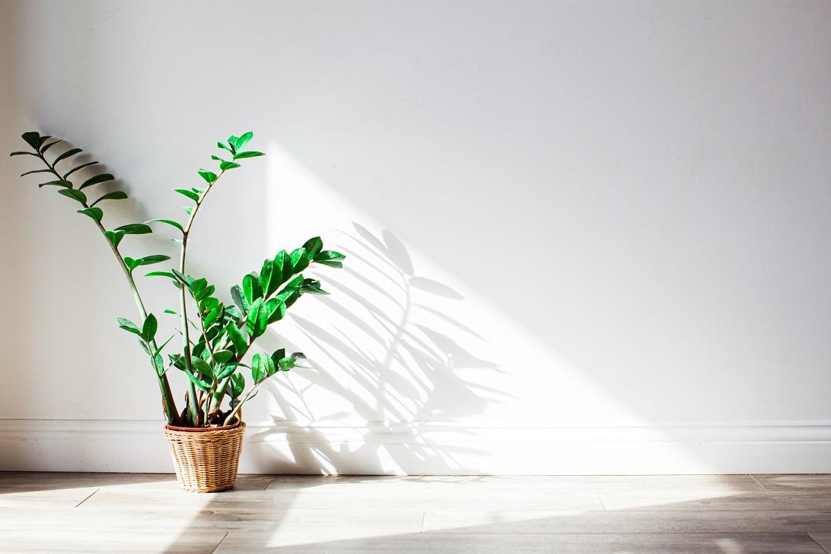 Kein Müll – sondern Gold: Dieser Abfall gibt Zamioculcas Kraft – sie werden mächtig.